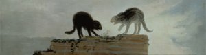 Gatos peleando