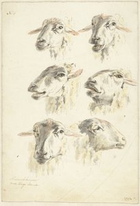 Hoja de estudio con seis cabezas de oveja de Franciscus Andreas Milatz (attributed to)