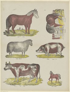 animales de Franciscus Antonius Beersmans