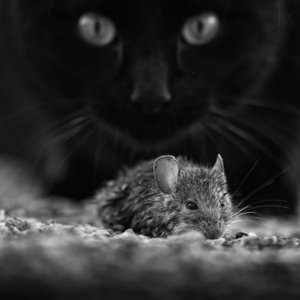 Gato negro, ratón salvaje de Francois Casanova