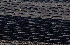 Trabajador de un viñedo volcánico