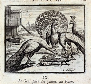 El arrendajo adorna plumas de pavo real. Fábulas de Jean de La Fontaine. Ilustración de François Chauveau. Edición de 1728. de Francois Chauveau