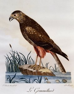 Aguilucho lagunero africano (Circus ranivorus), grabado de Histoire Naturelle des Oiseaux d