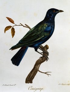 Estornino brillante de vientre negro (Lamprotornis corruscus), grabado de Histoire Naturelle des Oiseaux d