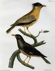 Estornino brahmán (Sturnus pagodarum) y, abajo, Miná de banco (Acridotheres ginginianus), grabado de Histoire Naturelle des Oiseaux d