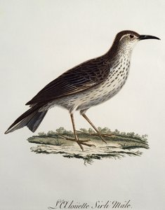 Longbill macho del Cabo (Certhilauda curvirostris) de Francois Le Vaillant