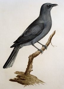 Oruguero gris (Coracina caesia), grabado de Histoire Naturelle des Oiseaux d