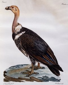 Buitre del Cabo inmaduro (Gyps coprotheres), grabado de Histoire Naturelle des Oiseaux d