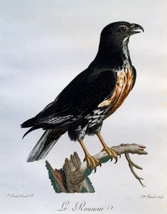 Ratonero chacal (Buteo rufofuscus), grabado de Histoire Naturelle des Oiseaux d