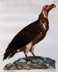 Buitre orejudo (Torgos tracheliotos), grabado de Histoire Naturelle des Oiseaux d