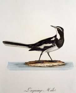 Lavandera africana macho (Motacilla aguimp), grabado de Histoire Naturelle des Oiseaux d