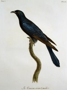 Cuco negro macho (Cuculus clamosus), grabado de Histoire Naturelle des Oiseaux d