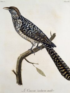 Coucou tachirou macho, grabado de Histoire Naturelle des Oiseaux d