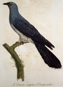 Macho de cuco euroasiático (Cuculus canorus), grabado de la Histoire Naturelle des Oiseaux d