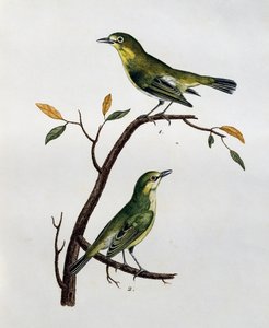 Macho y hembra de Ojo Blanco Pálido (Zosterops pallidus), grabado de Histoire Naturelle des Oiseaux d