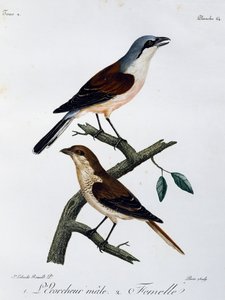 Macho y hembra de Alcaudón dorsirrojo (Lanius collurio), grabado de Histoire Naturelle des Oiseaux d