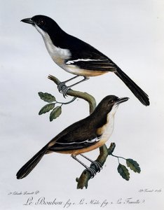 Macho y hembra de Boubou del sur (Laniarius ferrugineus), grabado de Histoire Naturelle des Oiseaux d