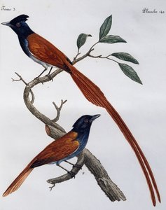 Macho y hembra de Papamoscas moteado (Muscicapa striata), grabado de Histoire Naturelle des Oiseaux d