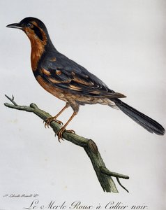 Merle roux collier noir, grabado de Histoire Naturelle des Oiseaux d