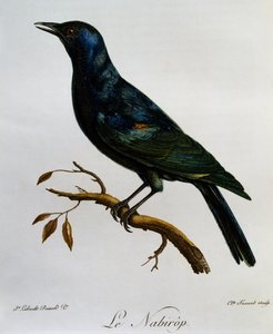 Estornino de alas pálidas (Onychognathus nabouroup), grabado de Histoire Naturelle des Oiseaux d