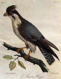 Halcón peregrino (Falco peregrinus), grabado de Histoire Naturelle des Oiseaux d