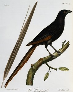 Piapiac (Ptilostomus afer), grabado de Histoire Naturelle des Oiseaux d