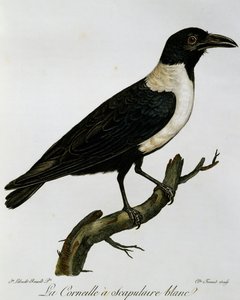 Cuervo pío (Corvus albus), grabado de Histoire Naturelle des Oiseaux d