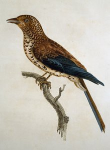 Alondra de Gorro Rojo (Calandrella cinerea), grabado de Histoire Naturelle des Oiseaux d