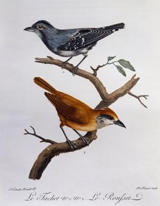 Tachet y, abajo, Rousset, grabado de Histoire Naturelle des Oiseaux d