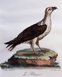 Águila Pescadora de Vientre Blanco (Haliaeetus leucogaster), grabado de Histoire Naturelle des Oiseaux d
