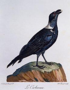 Cuervo de cuello blanco (Corvus albicollis), grabado de Histoire Naturelle des Oiseaux d