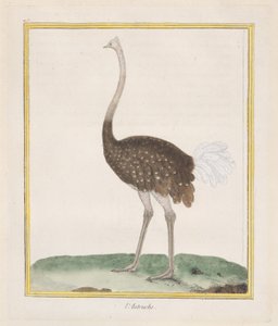 Autruche Avestruz, 1770-86 de Francois Nicolas Martinet