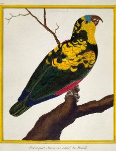 Loro de frente azul (Amazona aestiva), de Histoire naturelle des oiseaux de Francois Nicolas Martinet
