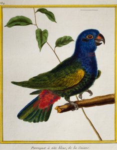 Loro de cabeza azul (Pionus menstruus), de Histoire naturelle des oiseaux