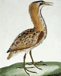 Butor de Francois Nicolas Martinet