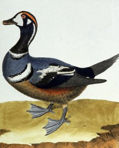 Pato de collar de Francois Nicolas Martinet