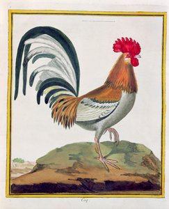 Gallo, de 