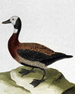 Pato de Maragnan