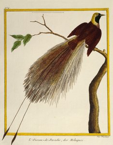 Ave del paraíso mayor (Paradisaea apoda), de Histoire naturelle des oiseaux de Francois Nicolas Martinet