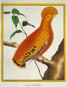 Gallito de las rocas guayanés (Rupicola rupicola), de Histoire naturelle des oiseaux de Francois Nicolas Martinet