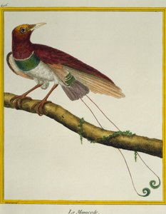 Ave del paraíso rey (Cicinnurus regius) de Francois Nicolas Martinet