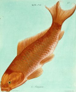 Le Sanguin de Francois Nicolas Martinet