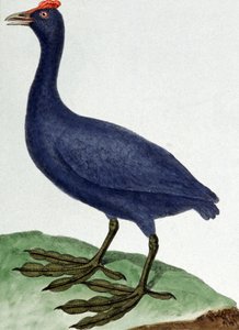 Madagascar de Francois Nicolas Martinet