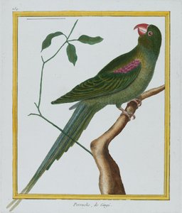 Perruche, de Gingi, c.1770-86 de Francois Nicolas Martinet