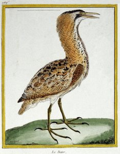 Ciencia. Zoología. Avetoro. Grabado por François Nicolas Martinet en: Histoire naturelle des oiseaux, por Georges Louis Leclerc de Buffon, Francia, c.1777 de Francois Nicolas Martinet