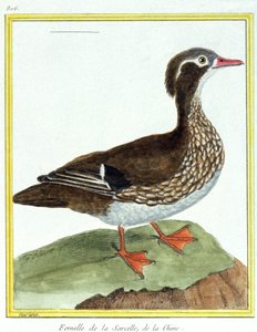 Ciencia. Zoología. Cerceta China. Grabado por François Nicolas Martinet en: Historia natural de las aves, por Georges Louis Leclerc de Buffon, Francia, c.1777 (grabado a color)