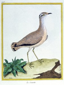 Ciencia. Zoología. Corredor de color crema. Grabado por François Nicolas Martinet en: Histoire naturelle des oiseaux, por Georges Louis Leclerc de Buffon, Francia, c.1777 de Francois Nicolas Martinet