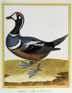 Ciencia. Zoología. Pato de Terranova. Grabado por François Nicolas Martinet en: Histoire naturelle des oiseaux, por Georges Louis Leclerc de Buffon, Francia, c.1777