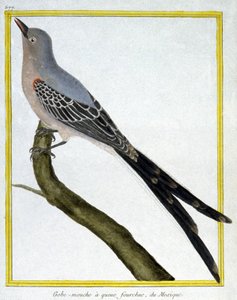 Ciencia. Zoología. Atrapamoscas de México. Grabado por François Nicolas Martinet en: Histoire naturelle des oiseaux, por Georges Louis Leclerc de Buffon, Francia, c.1777 de Francois Nicolas Martinet