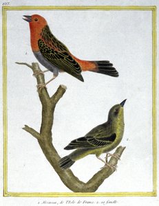 Ciencia. Zoología. Gorrión Común de Isla de Francia. Grabado por François Nicolas Martinet en: Historia natural de las aves, por Georges Louis Leclerc de Buffon, Francia, c.1777 (grabado a color)